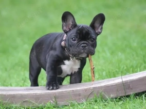 Bezaubernde Französische Bulldoggen-Welpen