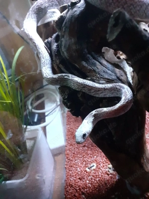 1,3 kornnatter adult 