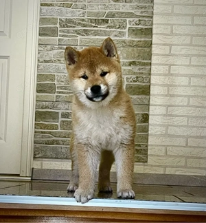 Shiba Inu Welpen