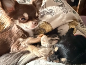 1 jahr alte reinrasisge schoko Tan Hündin sucht ...