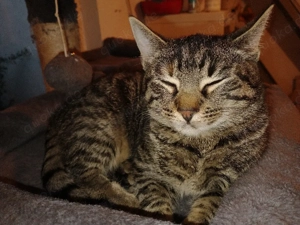 unsere nala süsses katzen mädchen sucht neues Zuhause 