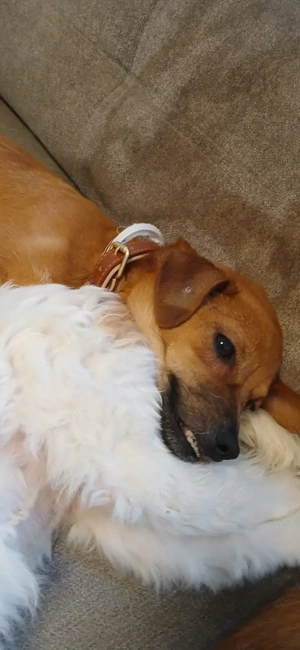 Naima sucht ihren Menschen