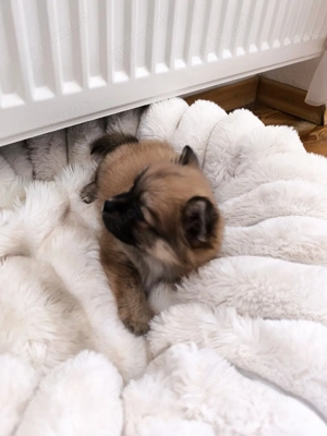 Pomeraian Welpe kleiner Teddybär sucht Zuhause