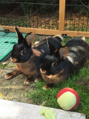 Farbenzwerg, Rosi, 3 Jahre alt, sehr lieb, Aussenhaltung
