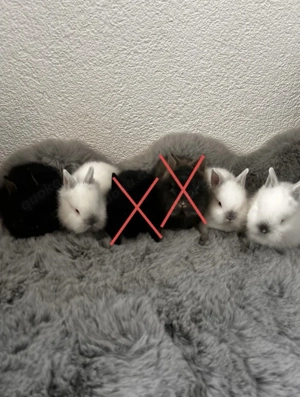 Löwenköpfchen Babys   