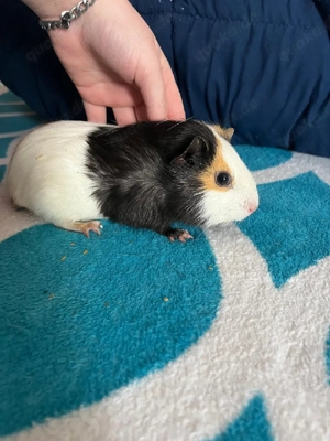 zwei meerschweinchen jungs 