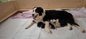  Australien Shepherds Welpen 