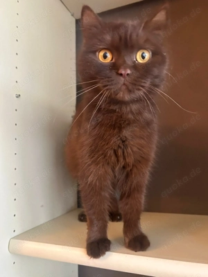 Katze Britisch Kurzhaar 