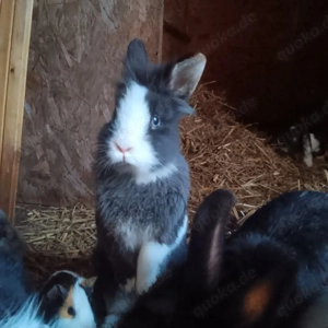 zwergkaninchen rammler 