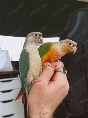 4 zahme Grünwangen-Rotschwanzsittiche (Pyrrhura molinae) mit Voliere   nur gemeinsam abzugeben