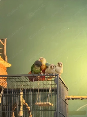 4 zahme Grünwangen-Rotschwanzsittiche (Pyrrhura molinae) mit Voliere   nur gemeinsam abzugeben