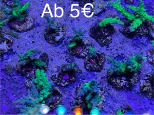 Acropora Toxic Green