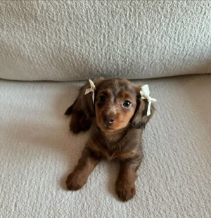 Wunderschöne Dackelwelpen