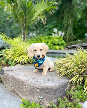 Niedlicher Dackelwelpe