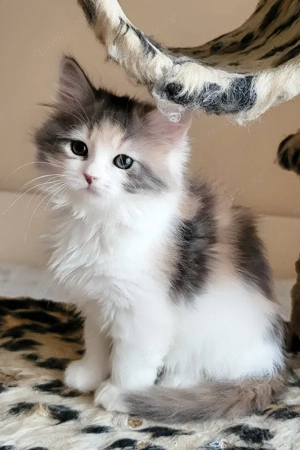 Mein Name ist Donna, und ich bin ein sibirisches Mädchen.