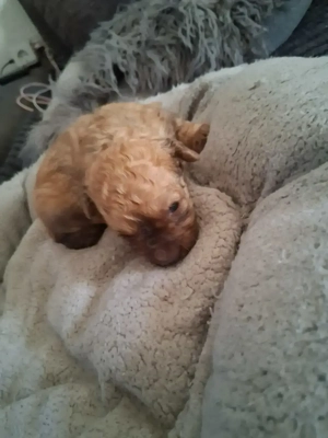 Süsse Maltipoos suchen ihr zuhause