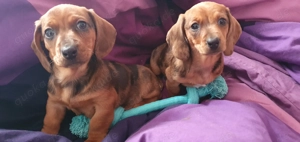 Süsse Dackelchen warten auf Liebevolles Zuhause  Bild 2