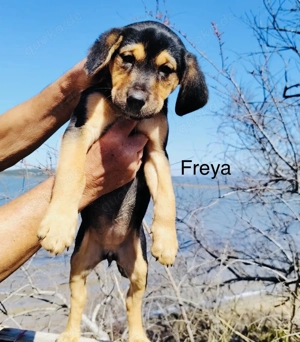 Ausgesetzte Welpen suchen ein Zuhause 