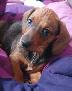 Süsse Dackelchen warten auf Liebevolles Zuhause  Bild 5