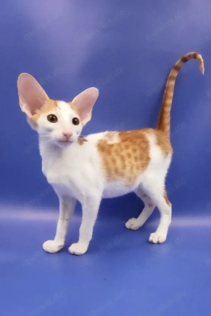 Ich bin Hayo, ein Orientalisch Kurzhaar-Rüde