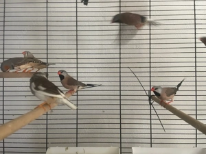 Zebrafinken Spitzschwanzamerdinen