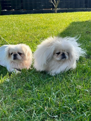 Reinrassige Minipekinese Welpen zu Verkaufen!!!