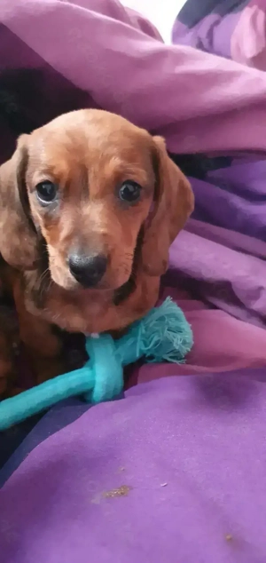 Süsse Dackelchen warten auf Liebevolles Zuhause  Bild 4