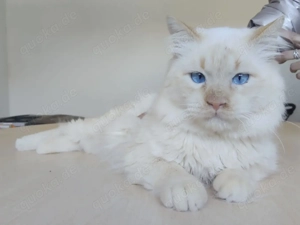 SIGISMUND- gesellig, anhänglich, selbstständig