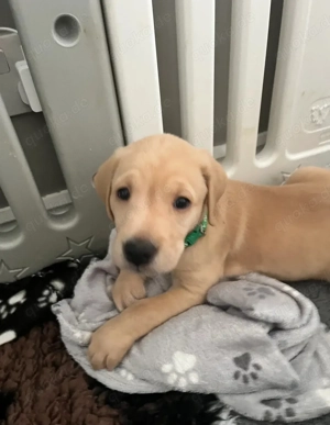 Wunderschöne Labrador Retriever Welpen   10 Wochen alt   Rüden & Hündinnen