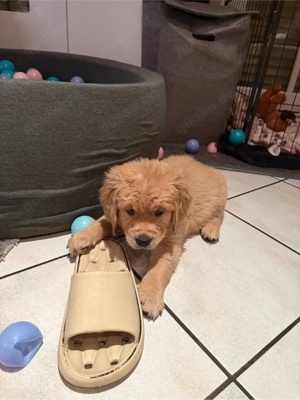Golden Retriver welpen 