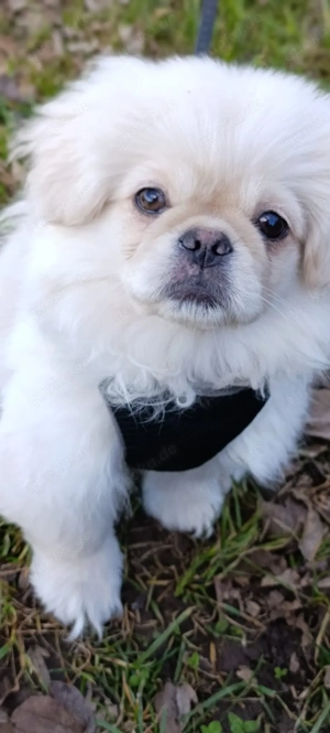 Pekinese royal weiß ab sofort 