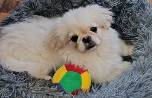 Pekinese royal weiß ab sofort 