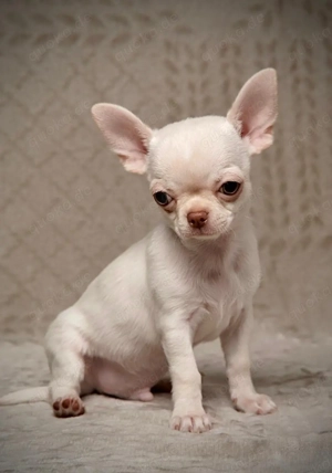 2 Chihuahua Creme Rüden mit Ahnentafel suchen ihr Trsumschloss