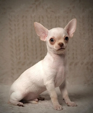 2 Chihuahua Creme Rüden mit Ahnentafel suchen ihr Trsumschloss