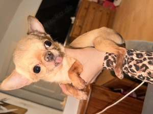 Chihuahua Teacup 1,1 kg 