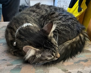 Emily sucht ein neues zuhause sie ist 2 jahre alt 