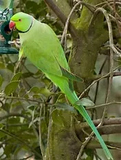 Halsbandsittich entflogen