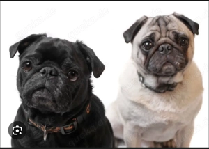 Ich suche einen Mops 