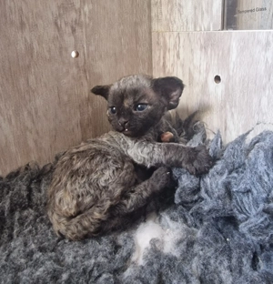 Devon Rex Mädchen können zu Ende April umziehen 