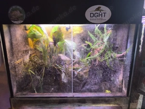Dendrobaten Terrarium 80x50x70 lxbxh mit Beleuchtung und Regendüsen