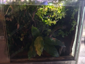 Dendrobaten Terrarium 120x60x60cm lxbxh mit LED und Zubehör