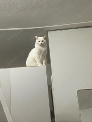  Nani sucht liebevolles Zuhause   Bild 2