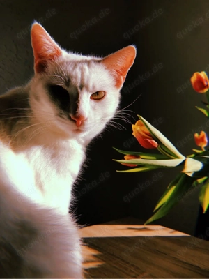  Nani sucht liebevolles Zuhause  