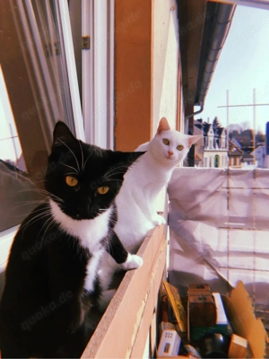 Nani oder Mai suchen Ihr Für-immer-Zuhause