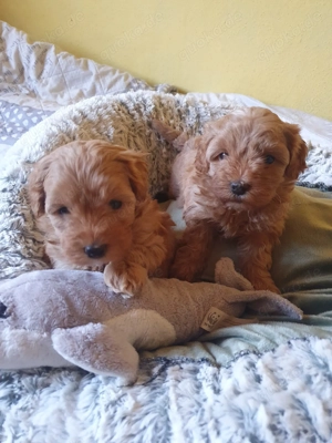 Havapoo Havaneser Toypudel 