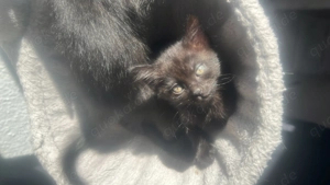 Bkh x Russisch blau x Siam Kitten  Bild 7