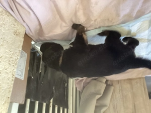 Altdeutsche Schäferhund Welpen