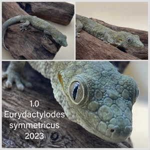 Eurydactylodes, Chahoua