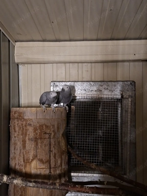 1Paar kongo Graupapageien 