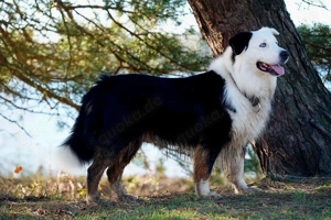 Australian Shepherd Black Tri Erfahrener Deckrüde (Kein Verkauf)